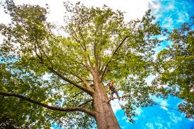 Best Weed Control  in Lindsay, CA