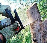 Best Tree Trimming and Pruning  in Lindsay, CA