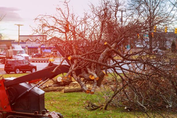 Best Tree Risk Assessment  in Lindsay, CA