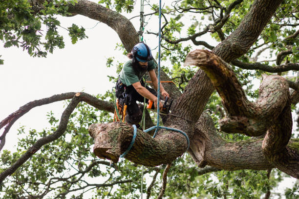  Lindsay, CA Tree Care Pros