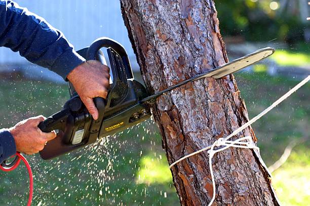 Best Weed Control  in Lindsay, CA