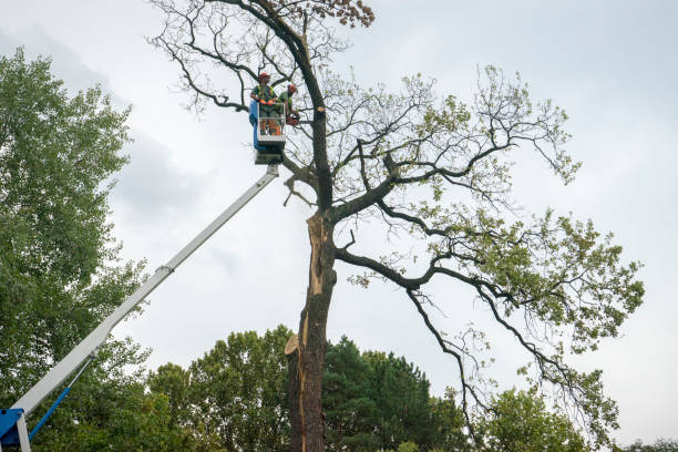 Best Tree and Shrub Care  in Lindsay, CA