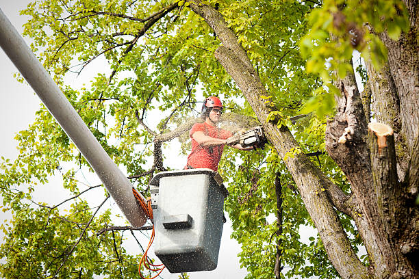 Best Tree Preservation Services  in Lindsay, CA