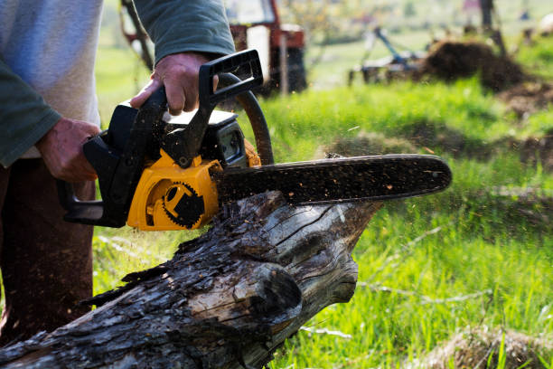 Best Tree Maintenance Programs  in Lindsay, CA
