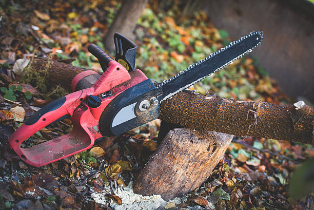 Best Arborist Consultation Services  in Lindsay, CA